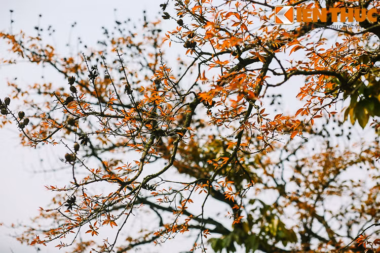 Giữa sắc trời u ám xầm xì và những cơn mưa nhỏ thì chồi non và màu lá đỏ kia giúp tâm hồn thêm ấm áp.