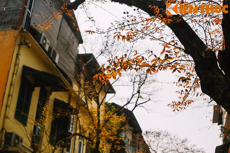 Một bức tranh Hà Nội làm say đắm lòng người.