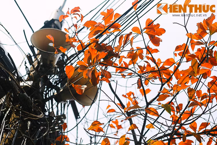 Chỉ vài ngày thôi, khi những chiếc lá đỏ, lá vàng rụng đi, thì lộc non tràn nhựa sống sẽ nhú lên, báo hiệu một sức sống mạnh mẽ.