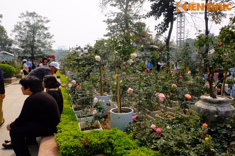 Theo như quảng cáo, khu vực Đảo Thống Nhất với diện tích 6.000m2, được trang hoàng lộng lẫy sắc màu của hơn 300 loài hoa hồng từ khắp nơi trên thế giới. Tuy nhiên, sự thật số lượng hoa khá thưa thớt.