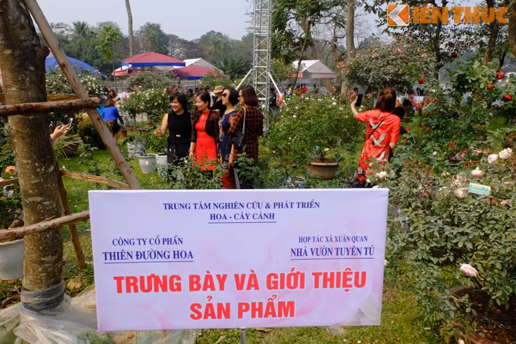 Các chậu hoa được đặt nhỏ lẻ theo từng khu vực, khó tạo được sự thu hút cho người xem.