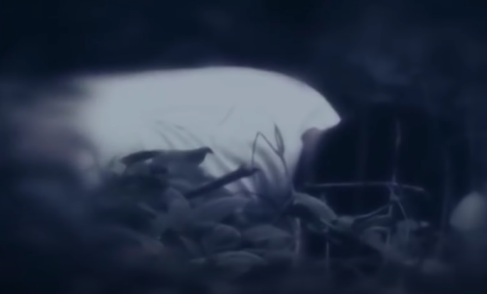 Theo hồ sơ vụ án, tối 6/8/2012, tại xóm 1, xã Quỳnh Tam, huyện Quỳnh Lưu, Nghệ An người dân bàng hoàng phát hiện thi thể một người đàn ông trên người có nhiều vết thương nên liền báo tin cho cơ quan Công an. 