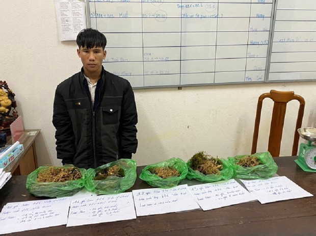  Thanh niên 18 tuổi trộm 72 gốc sâm Ngọc Linh: Từ ngày 14/11 đến 22/11, Hồ Văn Nhất (18 tuổi, trú huyện Nam Trà My, Quảng Nam) đã nhiều lần lén lút đột nhập vào chốt sâm Băng Nao ở huyện Nam Trà My nhổ trộm 72 gốc sâm Ngọc Linh bán lấy tiền tiêu xài cá nhân. Ngày 1/12, Công an huyện Nam Trà My cho biết đang tạm giữ Nhất để điều tra, làm rõ.