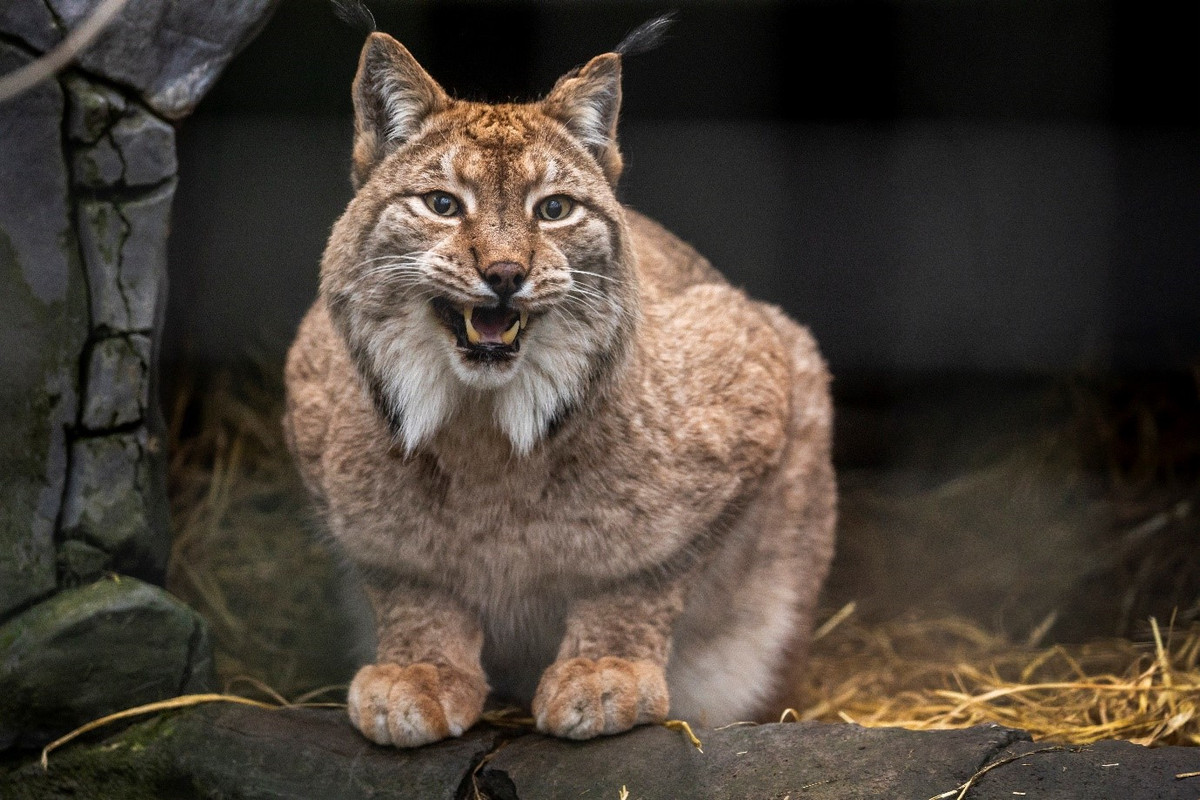 Loài linh miêu trong trường hợp này được xác định là linh miêu Á-Âu, rất phổ biến ở cả 2 lục địa. Ảnh: Alamy