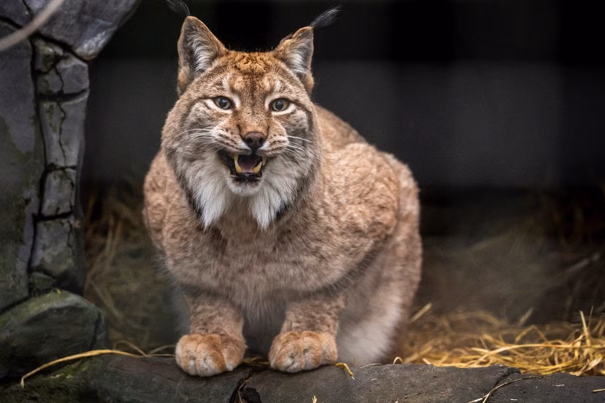 Loài linh miêu trong trường hợp này được xác định là linh miêu Á-Âu, rất phổ biến ở cả 2 lục địa. Ảnh: Alamy