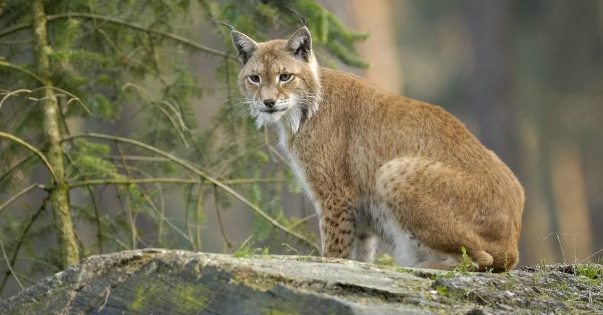 Linh miêu là một động vật săn mồi điêu luyện. Mặc dù chưa từng ghi nhận loài này tấn công con người, nhưng nó săn gần như bất cứ con vật nào yếu thế hơn nó. Tùy vào mùa, tùy vào thời điểm mà chúng săn những con vật khác nhau, không cố định.