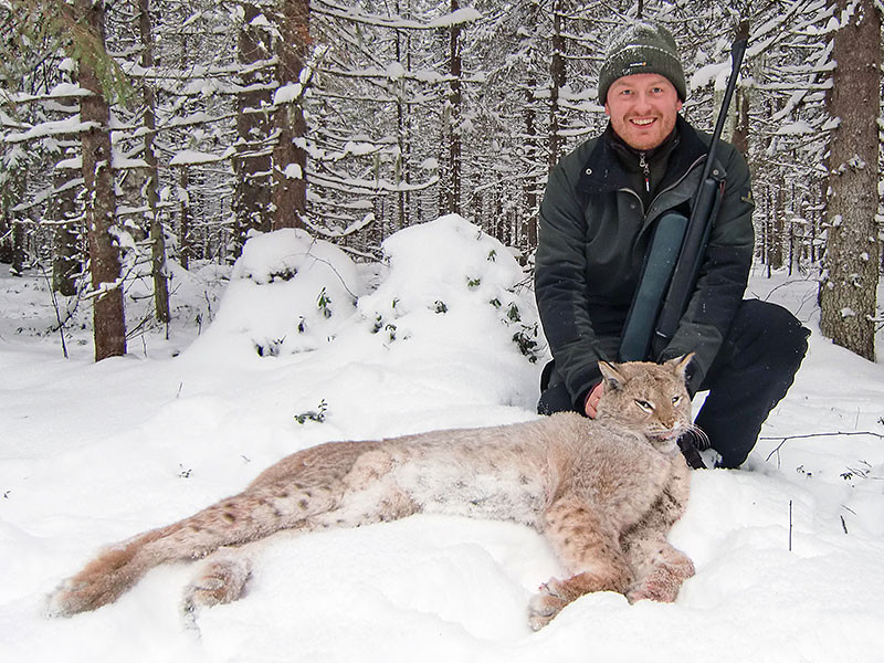 Chính vì vậy mà người dân châu Âu rất thích săn bắn chúng mỗi khi có cơ hội. Chúng bị ác cảm đến mức có thời gian gần như tuyệt chủng. Những năm gần đây mới dần tái nhập trở lại từ các nước châu Á. Ảnh Wild Hunting