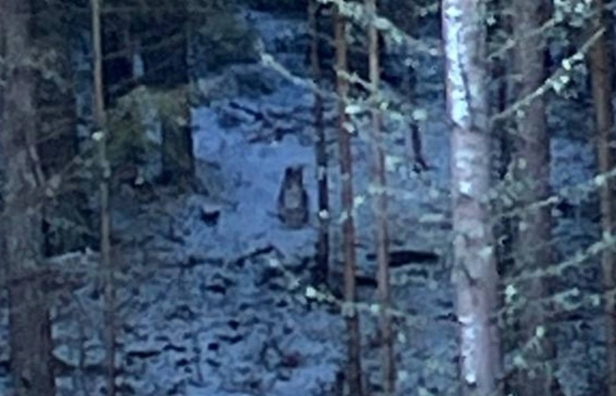 Con thứ 2 ở vị trí không xa, các quan chức cảnh sát Scotland cho biết họ đã huy động một đội ngũ nhân viên được đào tạo đặc biệt của công viên động vật hoang dã hỗ trợ truy tìm.