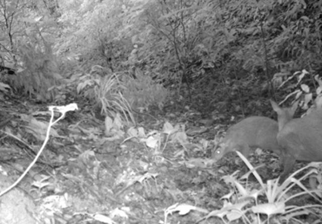 Đại diện Ban quản lý Khu bảo tồn Xuân Liên cho biết, phân tích và so sánh 42 mẫu di truyền của các loài Mang thu thập được ở Khu BTTN Xuân Liên kết hợp với so sánh hộp sọ của các mẫu trong bảo tàng đã khẳng định sự tồn tại loài quý hiếm ở đây.