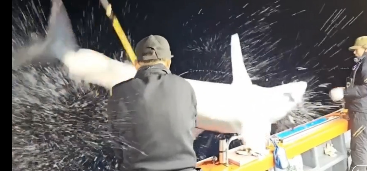 Qua clip có thể thấy con cá mập này có kích thước ngang bằng một người trưởng thành.