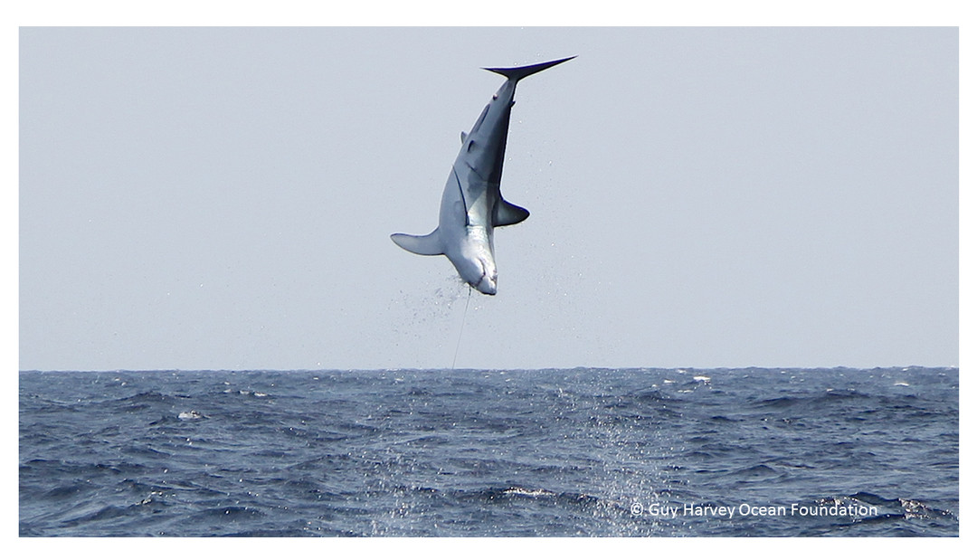 Không khó để tìm thấy các bức ảnh cá mập mako lao lên trên không từ mặt biển. Kỷ lục nghi nhận chúng có thể làm một cú "khinh công" cao 6m. Ảnh: Guy Harvey