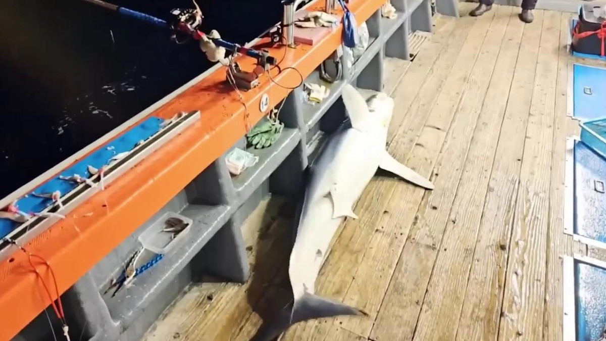 Vụ việc được chia sẽ xảy ra tại một vùng biển Hàn Quốc trên chiếc thuyền câu tên là Tongyeyong Venus. Người cần thủ bị thương nhẹ chia sẽ: "Thật kinh hãi! Tôi đánh cá suốt cả đời nhưng chưa bao giờ chứng kiến cảnh tượng như thê"