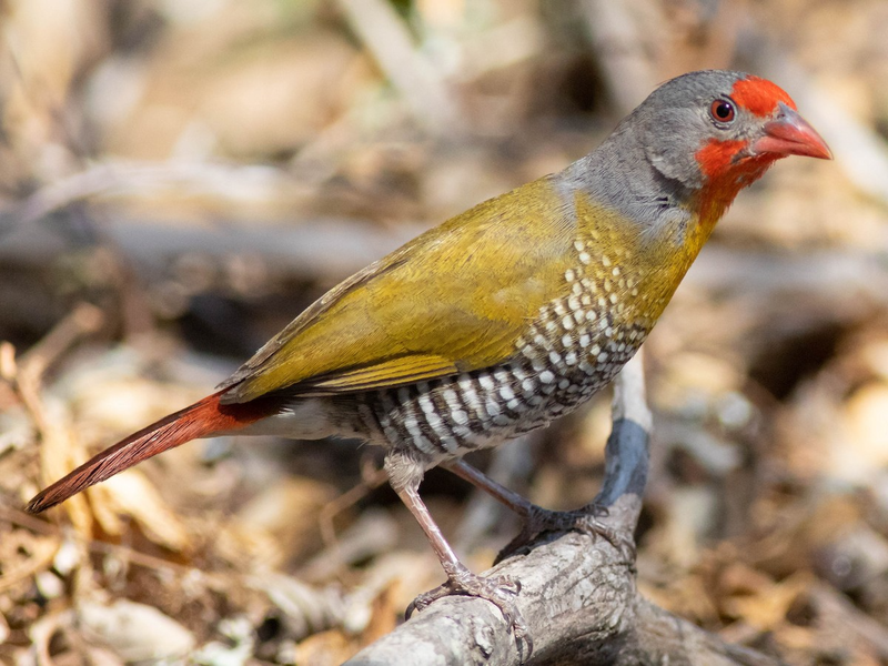 Chim di bụng vảy cánh xanh (Pytilia melba) , phân bố ở châu Phi cận Shahara. Con trống ở loài chim này có màu sắc rực rỡ hơn chim mái. Chúng thường bị chim chàm thiên đường (Vidua paradisaea) ký sinh tổ. Ảnh: Jackman Germany