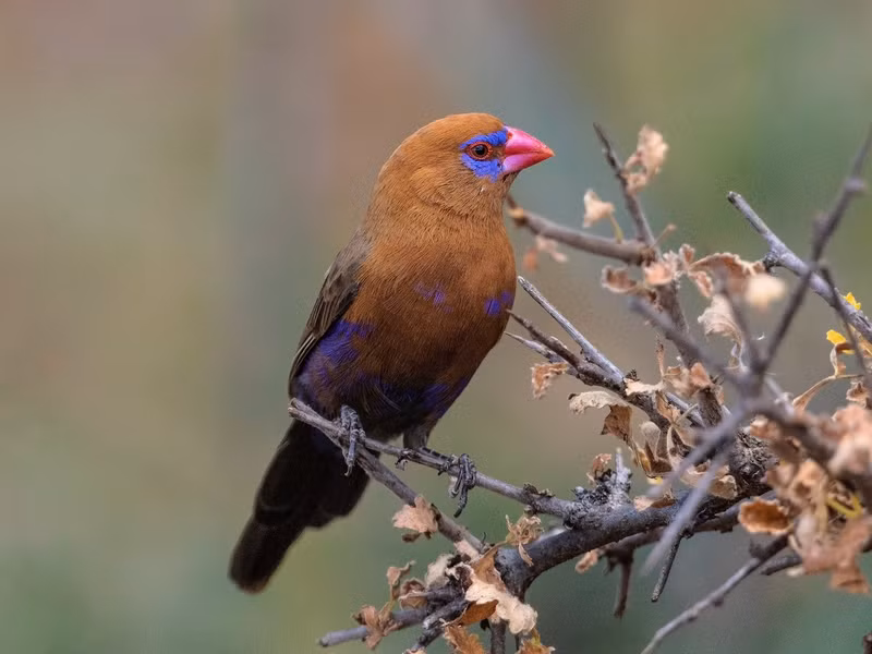 Chim mai hoa lam tía (Uraeginthus ianthinogaster) với bộ màu sắc ấn tượng nhờ đôi mi màu lam cùng chiếc mỏ đỏ tía. Loài chim ưa sống trong rừng khô khu vực Đông Phi này thuộc một chi gồm những loài chim di có màu lam. Ảnh: Tulip Parell
