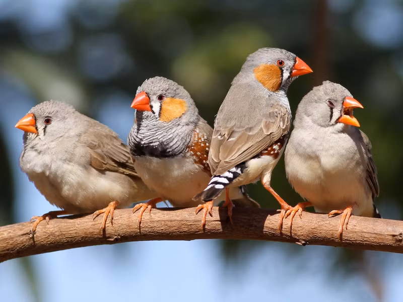 Chim di vằn (Taeniopygia guttata), là loài chim bản địa hiếm hoi ở các vùng khí hậu khô của Australia. Sinh trưởng tốt trong môi trường nhân tạo, chúng đã trở thành một loài chim cảnh phổ biến trên thế giới.