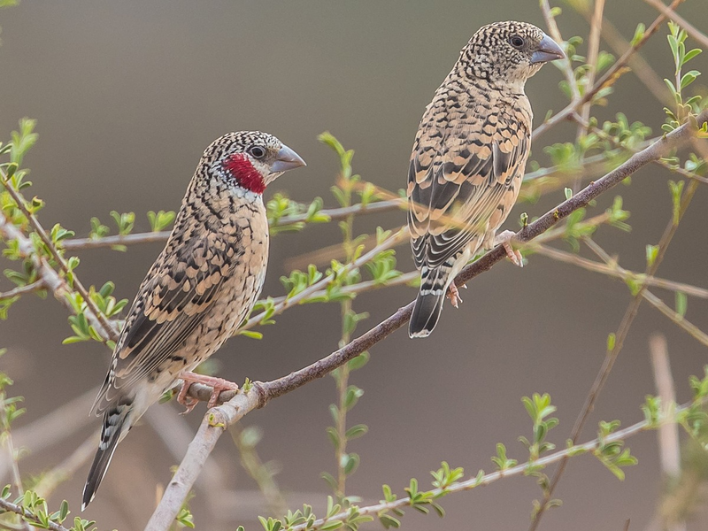 Chim di họng đỏ (Amadina fasciata) dài 12cm, phổ biến ở các khu rừng khô châu Phi. Chúng được gọi là chim sẻ ruy băng vì con trống của loài chim này có một dải màu đỏ như máu dưới cổ. Chúng thường xuất hiện gần khu dân cư. Ảnh: Footstep