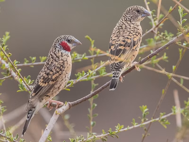 Chim di họng đỏ (Amadina fasciata) dài 12cm, phổ biến ở các khu rừng khô châu Phi. Chúng được gọi là chim sẻ ruy băng vì con trống của loài chim này có một dải màu đỏ như máu dưới cổ. Chúng thường xuất hiện gần khu dân cư. Ảnh: Footstep