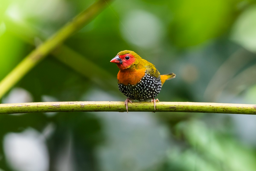 Chim di bụng đốm lưng xanh (Mandingoa nitidula), phân bố từ miền Tây đến miền Nam Java Indonesia và rất nhiều ở Châu Phi. Loài chim cư trú ở các bụi cây này có lối sống kín đáo, mặc dù số lượng rất đông nhưng khó bắt gặp hơn các loài chim di khác. Ảnh: Indochines Times