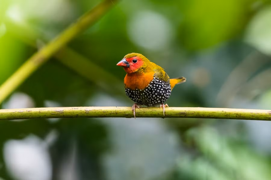 Chim di bụng đốm lưng xanh (Mandingoa nitidula), phân bố từ miền Tây đến miền Nam Java Indonesia và rất nhiều ở Châu Phi. Loài chim cư trú ở các bụi cây này có lối sống kín đáo, mặc dù số lượng rất đông nhưng khó bắt gặp hơn các loài chim di khác. Ảnh: Indochines Times