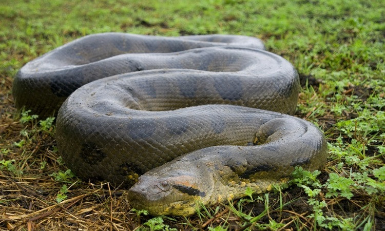 Các nghiên cứu cho rằng từ "anaconda" bắt nguồn từ phương ngữ bản địa. Nhiều lý thuyết cho thấy nó bắt nguồn từ chữ "henakanday" trong thổ ngữ Sinhal của Sri Lanka có nghĩa "rắn thần sấm". Giả thuyết khác cho rằng nó bắt nguồn từ chữ "anaikondran" trong ngôn ngữ Tamil có nghĩa "Sát Tượng"(Giết cả voi).