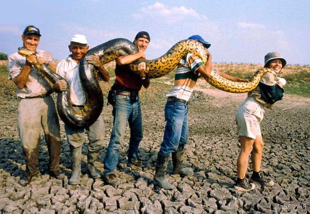 Có nhiều tin đồn rằng trăn Anaconda tấn công và ăn thịt người, tuy nhiên những báo cáo nổi trội nhất về sau đều bị xác minh là tin giả. Các nhà khoa học cho biết vì đặc tính nhút nhát, việc trăn tấn công con người là có thể khi chúng bị bất ngờ. Ảnh: Alamy