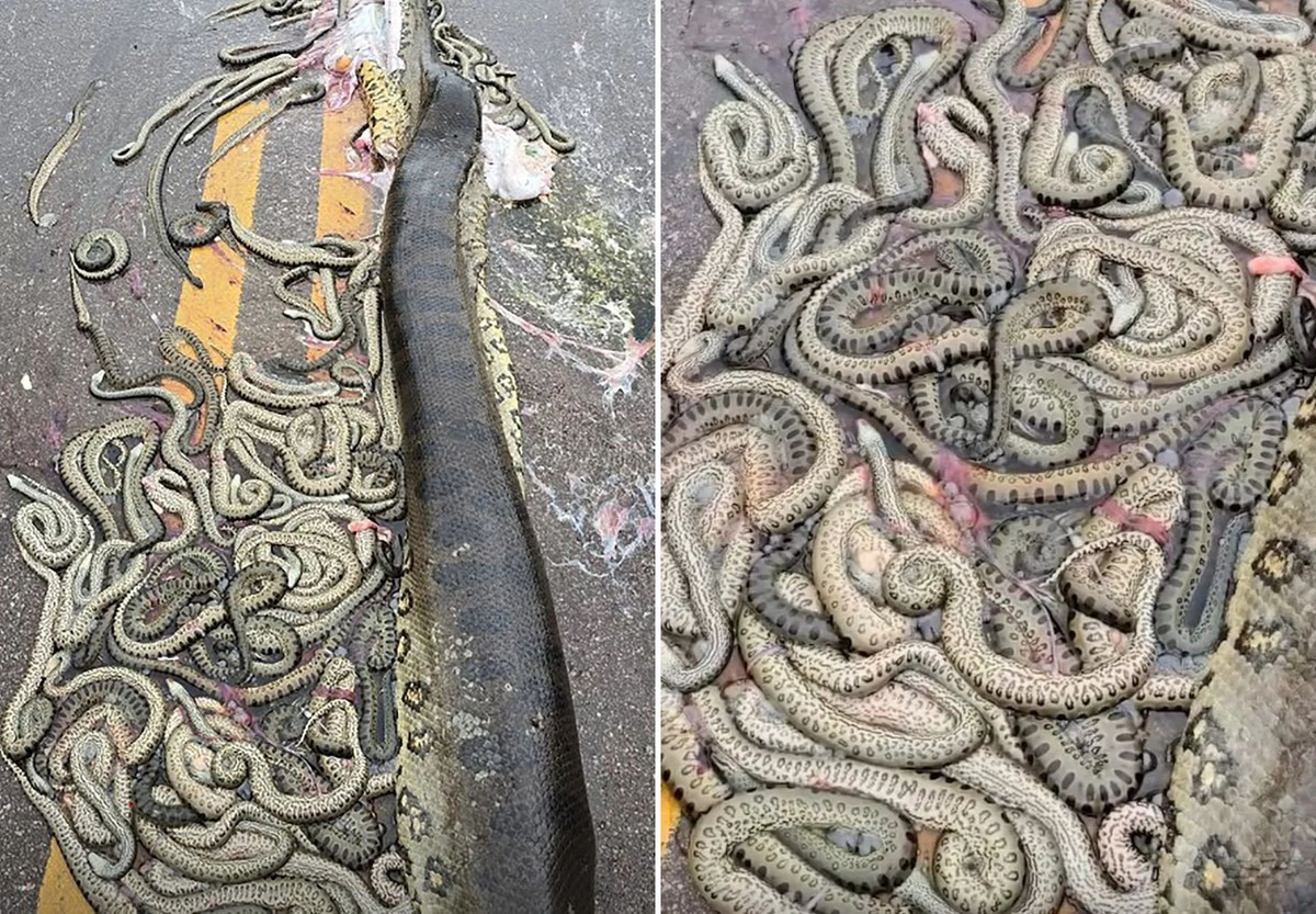 Khi định thần, nhìn kỹ, thì đó là hàng chục con trăn non xổ ra từ bụng của trăn mẹ. Mặc dù nhìn rất đáng sợ, nhưng không thể phủ nhận hình ảnh những con rắn cuộn tròn quanh nhau lại rất mê hoặc.