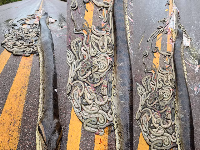 Ederson Antoniolichia chia sẻ rằng, trăn mẹ đã gặp nạn khi bị một chiếc xe tải cán qua khiến nó bị rách bụng và khoảng 40 con non vì thế đã vỡ xổ ra bên ngoài. Mặc dù những con non này đã chết nhưng có thể thấy chúng đã sắp đến ngày sinh vì đã lớn rất hoàn chỉnh.