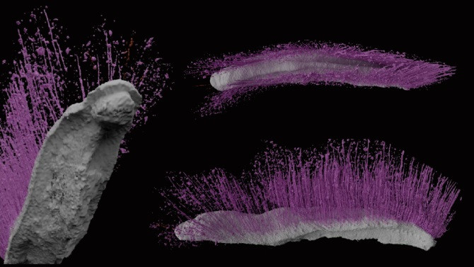 Pha phong an 430 trieu nam, 2 sinh vat tai xuat dep hoan hao-Hinh-3