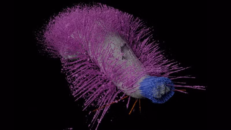 Pha phong an 430 trieu nam, 2 sinh vat tai xuat dep hoan hao-Hinh-2