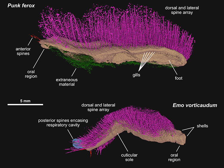 Pha phong an 430 trieu nam, 2 sinh vat tai xuat dep hoan hao