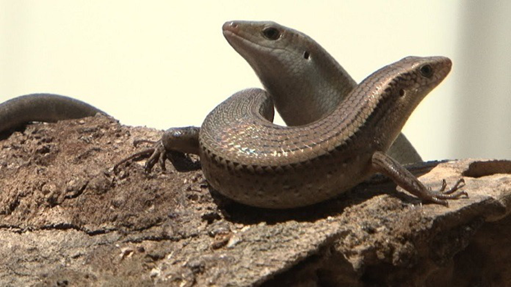 Dù có vẻ ngoài đáng sợ, rắn mối lại được xem là một món đặc sản có giá trị dinh dưỡng cao, đặc biệt được ưa chuộng tại khu vực Tây Nam bộ.