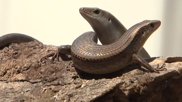 Dù có vẻ ngoài đáng sợ, rắn mối lại được xem là một món đặc sản có giá trị dinh dưỡng cao, đặc biệt được ưa chuộng tại khu vực Tây Nam bộ.