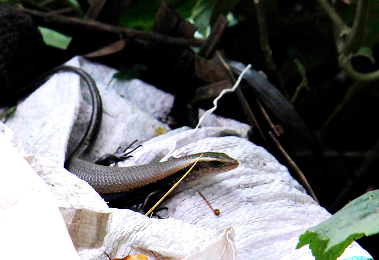 Rắn mối thường xuất hiện ở khắp nơi, ngoài vườn, trong nhà, trên bờ tường, vách đá... Loài vật này có mũi và lưỡi rất nhạy bén để săn mồi, chúng chạy rất nhanh và có thể “hi sinh” cái đuôi để thoát thân khi gặp nguy hiểm.