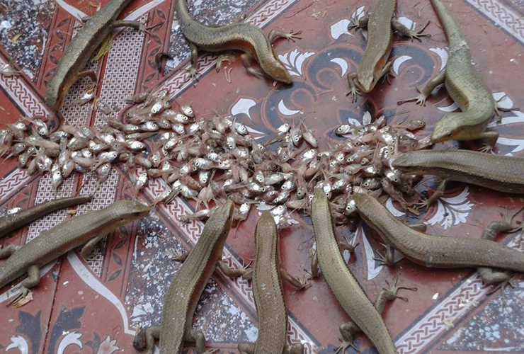 Từ rắn mối, người ta có thể chế biến thành nhiều món ăn hấp dẫn như rắn mối xào sả ớt, rắn mối chiên giòn, rắn mối nướng mọi... Món nào cũng dễ chế biến mà hương vị lại đậm đà, đặc trưng.