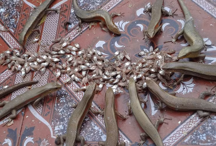 Từ rắn mối, người ta có thể chế biến thành nhiều món ăn hấp dẫn như rắn mối xào sả ớt, rắn mối chiên giòn, rắn mối nướng mọi... Món nào cũng dễ chế biến mà hương vị lại đậm đà, đặc trưng.