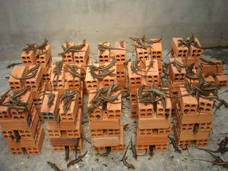 Vì ngày càng được nhiều người yêu thích, việc săn bắt rắn mối ngoài tự nhiên không đủ để cung cấp cho thị trường. Không còn là món ăn nhà nghèo hay món nhậu bình dân, rắn mối vào nhà hàng bỗng trở thành món ăn ngon đắt đỏ được săn lùng.