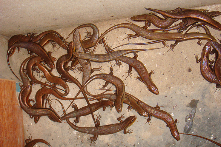 Vì thế, từ hơn chục năm nay, nhiều mô hình nuôi rắn mối đã ra đời. Loài vật này khá dễ nuôi và đã mang lại nguồn thu nhập đáng kể cho nhiều hộ dân.