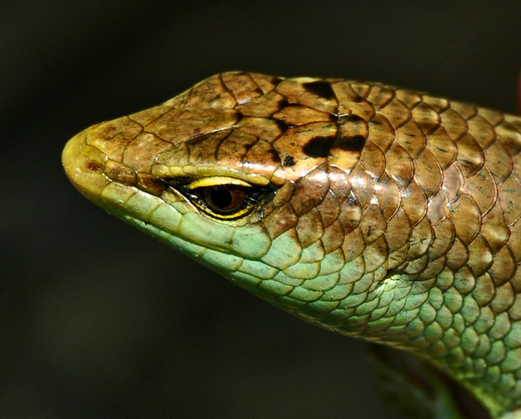  Rắn mối là loài bò sát gần giống như tắc kè, xuất hiện rất nhiều ở các tỉnh miền Tây, đặc biệt là vào khoảng tháng 11, 12. Tên gọi của rắn mối xuất phát từ việc chúng rất thích ăn mối trú trong những đám lá khô hay gốc cây mục.