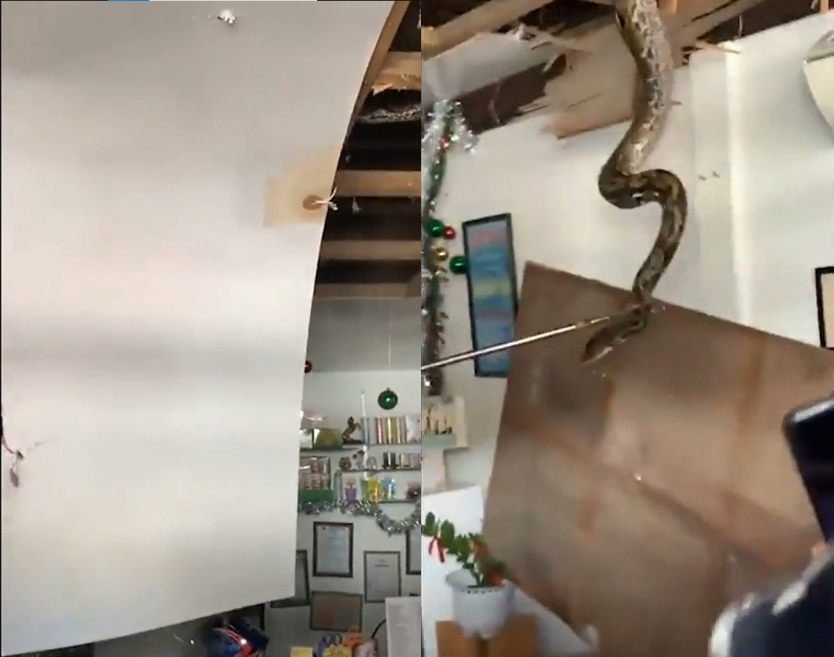 Với kích thước to lớn, con vật liên tục chống cự khiến mọi người phải tiếp tục tháo các mảng ốp trần. Dù vậy nó vẫn dùng đuôi để cuốn vào các thanh gỗ, chống lại việc bị bắt.