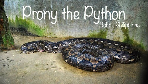 Loài trăn gấm rất phổ biến tại các nước Đông Nam Á, ở Bohol - Philippines cũng có hẳn một bảo tàng về trăn và động vật hoang dã. Một con trăn to nhất trong đó được đặt tên là Prony, nó dài hơn 8,5 mét và nặng hơn 270 kg. Ảnh: Bảo tàng Bohol