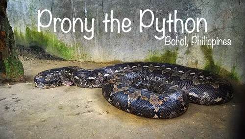 Loài trăn gấm rất phổ biến tại các nước Đông Nam Á, ở Bohol - Philippines cũng có hẳn một bảo tàng về trăn và động vật hoang dã. Một con trăn to nhất trong đó được đặt tên là Prony, nó dài hơn 8,5 mét và nặng hơn 270 kg. Ảnh: Bảo tàng Bohol