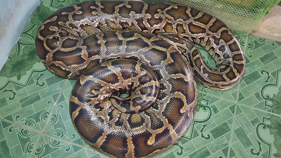 Sự việc đã thu hút nhiều sự quan tâm của cộng đồng. Một người bình luận nói: "Nếu là tôi, tôi đã ngất ngay khi nhìn thấy nó, nó quá to". Ảnh: Smn Videos