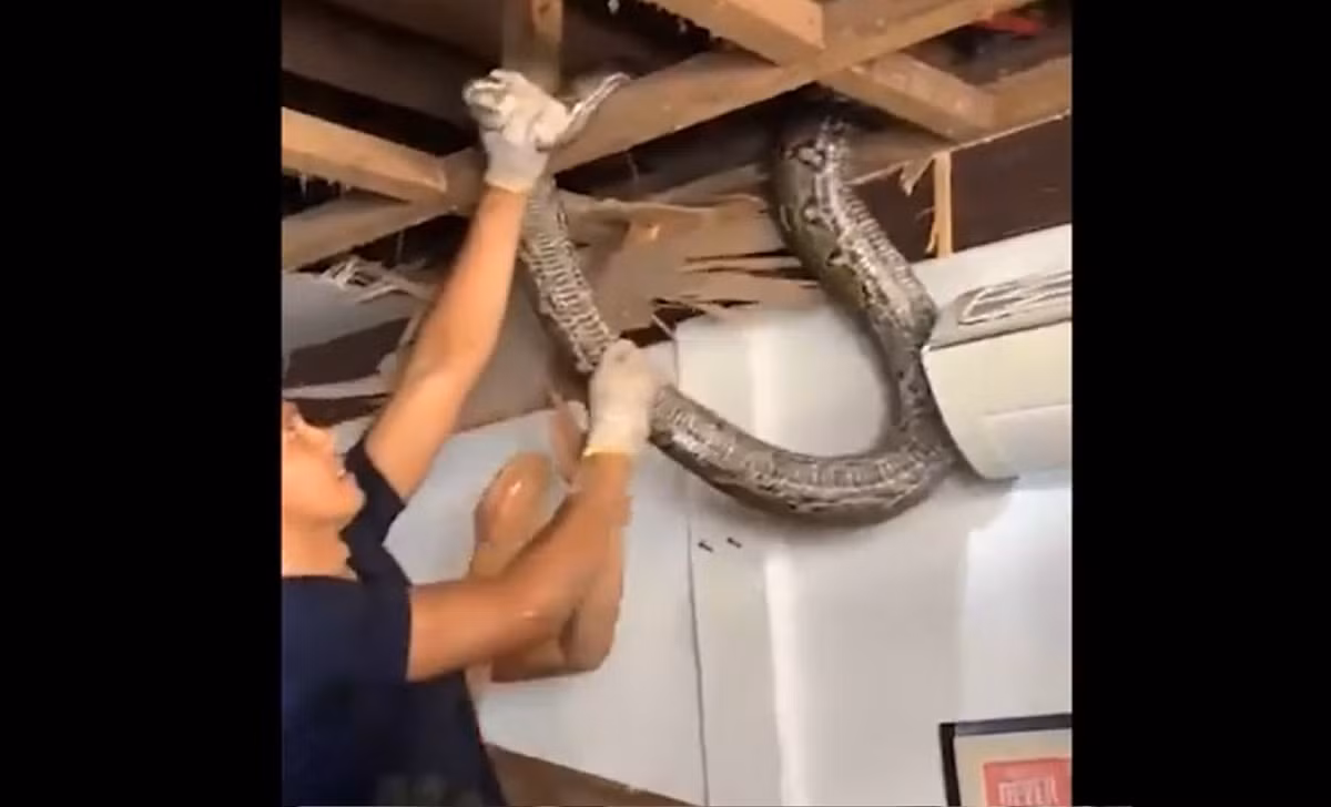 Con trăn ước tính dài đến 5 mét và nặng lên đến 35 kg, phải huy động đến 3 người đàn ông mới có thể khống chế nó.