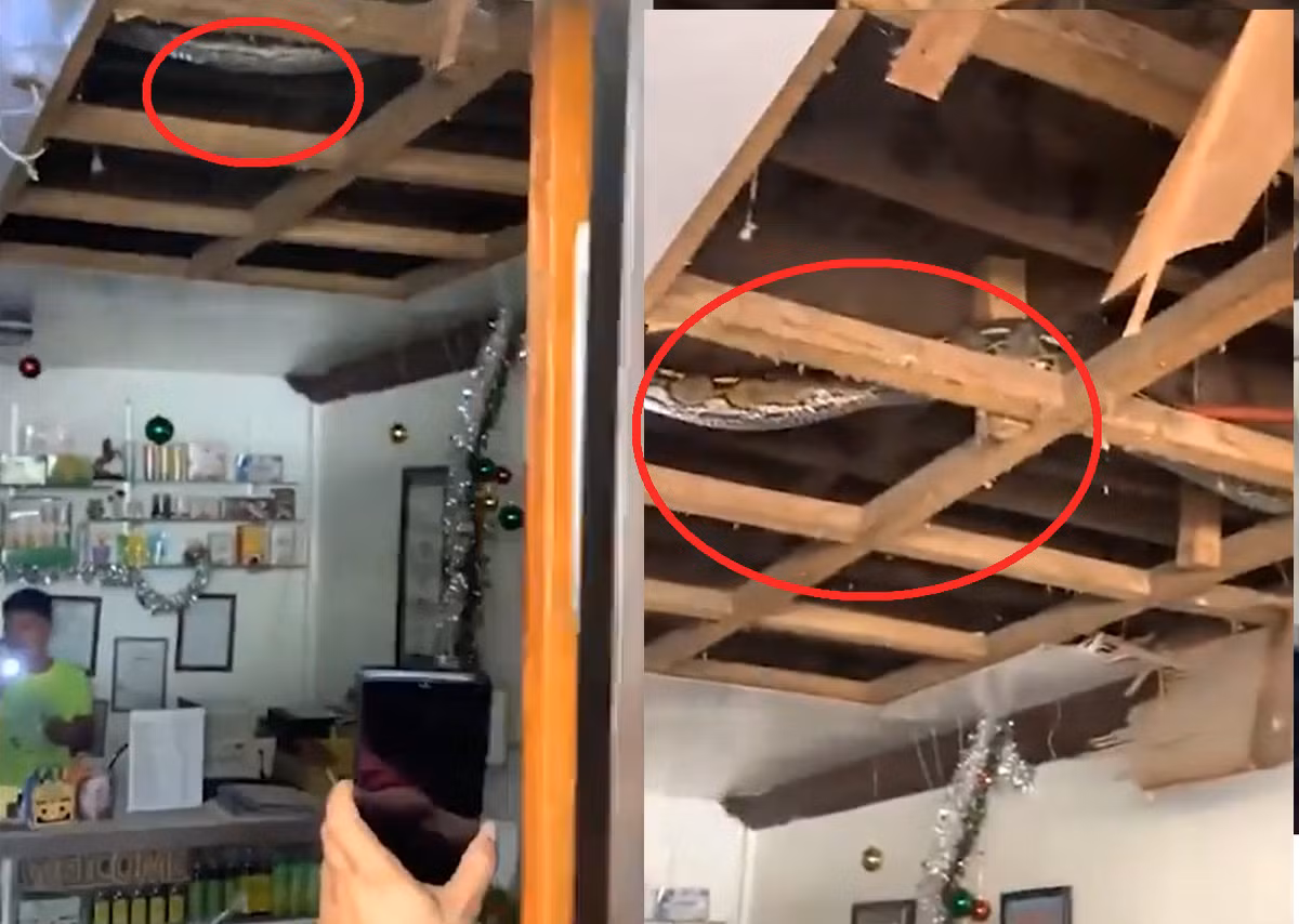 Cho đến khi ông bóc các mảng ốp trần ra thì mới phát hiện đó là một con trăn gấm khổng lồ. Người đàn ông sau đó đã gọi đến Sở Cảnh sát chữa cháy cử nhân viên đến giúp đỡ thu bắt con vật.