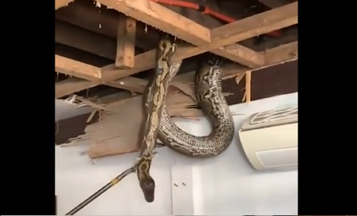 Khi đã bị công cụ tóm chặt ở phần đầu, con trăn uốn mình lộ ra phần thân thể khổng lồ khiến ai cũng kinh ngạc. Joel Puerin, người đã chứng kiến toàn bộ sự việc, cho biết: "Nó to quá. Tôi mừng là nó không chui ra khi tôi đang uống cà phê".