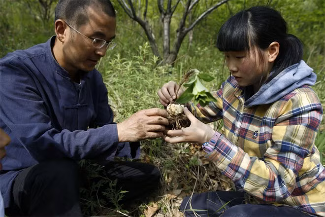 Bai dạy học sinh cách thu hoạch thảo dược hôm 4/5. Ngoài môn y học cổ truyền, học viên còn nghiên cứu những tác phẩm văn, thơ cổ điển và học bắn cung.
