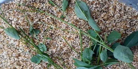 Dai gia chi tien trieu mua trung kien gai den tang cuong sinh luc