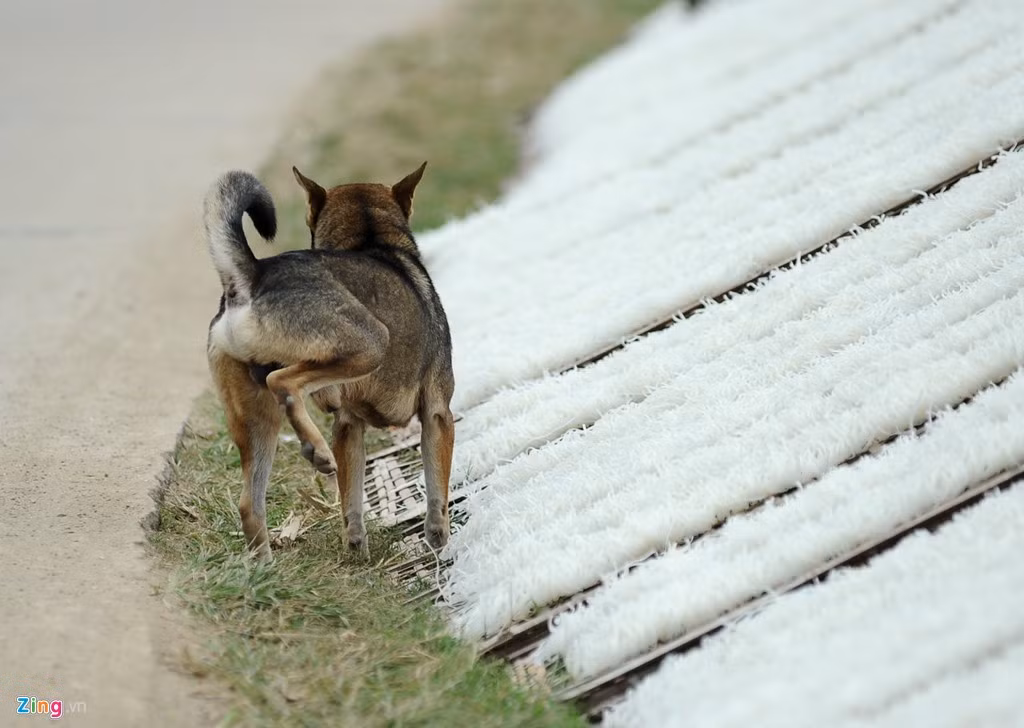 Không chỉ khói bụi, chó mèo ở đây được thả rông cũng thường xuyên phóng uế lên các phên miến đang phơi.