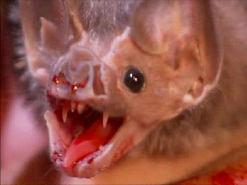 Thậm chí, trên một diễn đàn, dân nhậu còn chia sẻ cách uống máu dơi với rượu. Với dân nhậu, uống được rượu huyết dơi là đã hơn nhiều so với rượu huyết dê hay huyết rắn. Dơi đem thui riêng hai đầu cánh, vặt lông măng cho thật sạch rồi chính tay mình cắt tiết ở hai đầu cánh, hứng vào rượu, khoắng lên cho đều mà uống ngay mới tốt.