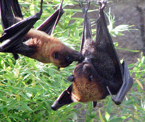 Dơi quạ chỉ xuất hiện hai lần trong một năm. Dơi quạ bay theo từng đàn hàng chục con và chọn những cây sầu riêng cao đang nở bông trắng xóa, thơm ngát đổ xà vào cắn đài bông hút mật. Chúng bất ngờ xuất hiện vào lúc nửa khuya về sáng, bâu vào cành, ngọn sầu riêng để cắn bông Dơi quạ to bằng con mèo nhưng khi chặt bỏ đôi cánh, chân và lột da chỉ còn một khối thịt đỏ hỏn nặng khoảng nửa ký, được dân nhậu chặt ra xào lăn